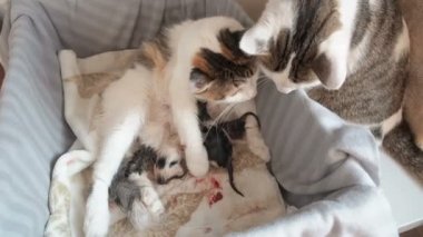 Kedi Doğum. Kedi için yavru doğurdu. Bir kedi alt yıkar. Kedi hemen doğumdan sonra belgili tanımlık yavru kedi yalıyor. Baba, Doğum sırasında yer alır. Babası Dogumda mevcut, endişeli görünüyor .