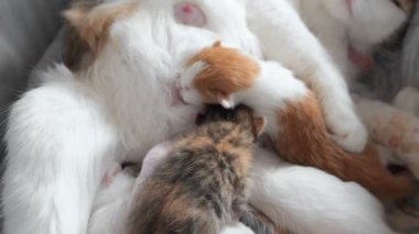 Emzirme yavru kedi. Şirin kedi ailesi. Anne kedi besleme süt verir ve onun sevimli yavru kedi ile ilgilenir. Anne kedi onu küçük şirin yavru kedi besleme pek çok çocuk sahibi olmak. Küçük kedi yavrusu bir meme meme emmek
