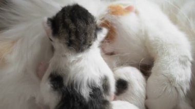 Emzirme yavru kedi. Şirin kedi ailesi. Anne kedi besleme süt verir ve onun sevimli yavru kedi ile ilgilenir. Anne kedi onu küçük şirin yavru kedi besleme pek çok çocuk sahibi olmak. Küçük kedi yavrusu bir meme meme emmek
