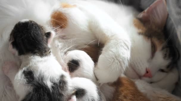 Gattini Che Allattano Famiglia Gatti Carini Mamma Gatto Latte Alimentazione — Video Stock