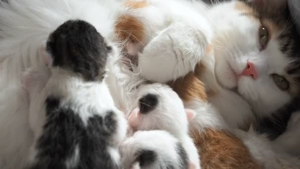 Amning kattungar. Söt katt familj. Mamma katt ger mjölk utfodring och tar hand om sin söt kattunge. Mamma katt har många barn utfodring hennes lilla söta kattungar. Små kattungar suga en Tit bröst — Stockvideo