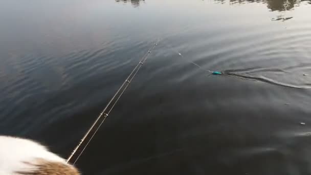 Die Katze angelt auf dem Schlauchboot auf dem Fluss. Eine verspielte Katze in einem aufblasbaren Kajak ruht zusammen mit ihren Besitzern im Sommer auf dem Fluss. Lustige Katze jagt Fischköder. Freizeit mit Haustieren in — Stockvideo