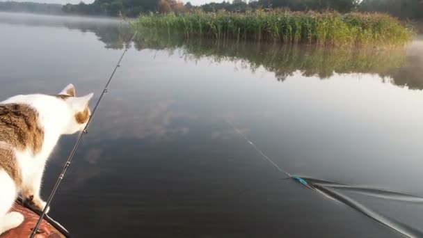 Az a macska, amely a felfújható csónakra halászott. Egy játékos macska egy felfújható kajak nyugszik együtt ez a tulajdonosok a nyár a folyón. Vicces macska vadászik hal csali. Szabadidő háziállatokkal