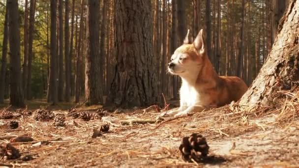 Kicsi ravasz Chihuahua kutya hazudó-ra természet és élvez a tavasz nap. Chiwawa kutya feküdt az erdei szubsztrát fenyő tűlevelek. Kutya hazugság és nyugszik utat az erdőben a nyár alatt a nap — Stock videók