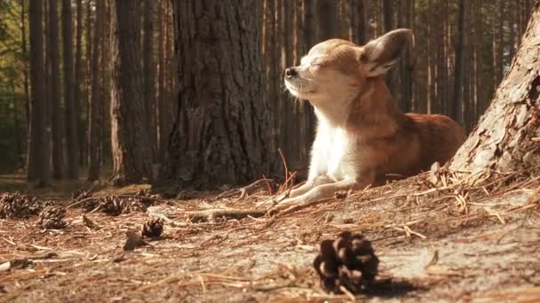 Kleiner süßer Chihuahua-Hund, der in der Natur liegt und die Frühlingssonne genießt. chiwawa Hund liegt auf dem Waldboden von Kiefernnadeln. Hund liegt und ruht im Sommer auf einem Waldweg unter der Sonne — Stockvideo