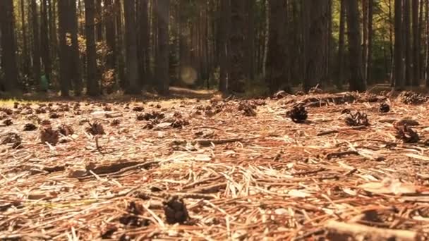 A câmera se movendo em direção ao pequeno cão chihuahua bonito, que deitado na natureza e apreciando o sol da primavera. Chiwawa cão deitado no substrato florestal de agulhas de pinheiro. Cão mente e repousa em um caminho no — Vídeo de Stock