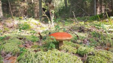 Mantar toplayın. Bir adam Mushroomer boletus mantar yaklaşımlar ve aşağı gözyaşları. Sonbaharda mantar Aspen ormanı. Leccinum aurantiacum. Kırmızı-capped scaber sapı. Yenilebilir Boletes. Mantar toplama