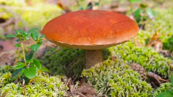 Seta bosque de álamo en otoño. Leccinum aurantiacum. Tallo de costra de tapa roja. Boletes comestibles. Champiñones recogiendo en el bosque. Un gran hongo hermoso con un sombrero rojo crece en un bosque de musgo — Vídeo de stock