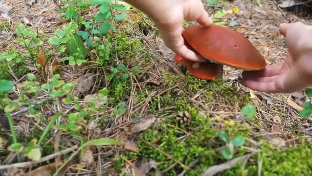 Colecta ciuperci. O ciupercă se apropie de ciuperca boletus și o dărâmă. Ciuperci aspen pădure în toamnă. Leccinum aurantiacum. Tulpină de scaber cu capac roşu. Bolet comestibil. Ciuperci culese în — Videoclip de stoc