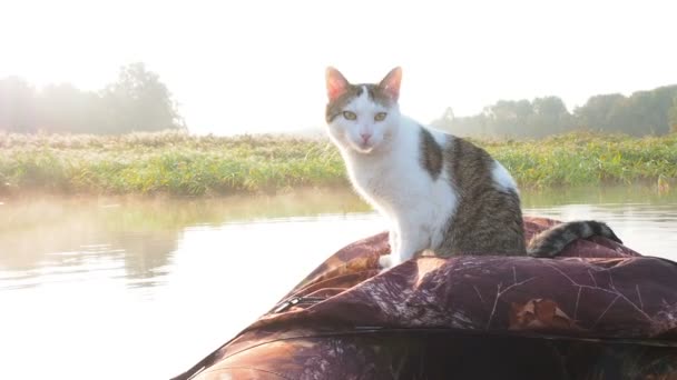 A macska mosás a felfújható csónakot a folyón. Egy szép macska egy felfújható kajak nyugszik együtt ez a tulajdonosok a nyár a folyón. Vicces macska utazó. Szabadidő háziállatokkal — Stock videók