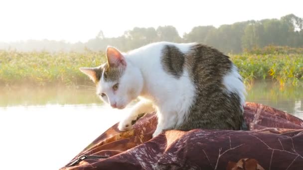 El gato que lava en el barco inflable en el río. Un gato encantador en un kayak inflable descansa junto con sus dueños en el verano en el río. Un viajero divertido. Ocio con mascotas en el — Vídeo de stock