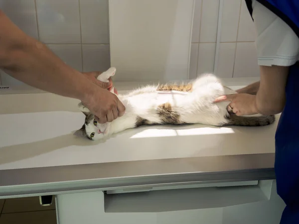 O gato jaz na mesa debaixo da máquina de raios-X. O médico e o assistente seguram as patas dos gatos para que não se movam durante o exame de raios-X. Exame dos órgãos internos de um animal de estimação em um Imagens De Bancos De Imagens