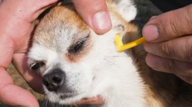 Sahibi Chihuahua cins köpek bakımı ve cilt içine mite kim kene kaldırmak. Tick köpeklerde kan berbat. Bir kanca ile köpekler vücuttaki mite kaldırma. Ixodes persulcatus. Adam