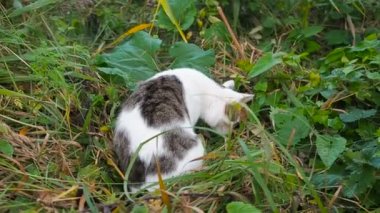 Genç beyaz gri tekir kedi yeşil çim yürüyor. Yerli kedi serbest avlanıyor. Kedi yüksek çim oturur bir av avı sesleri dinler. Kedi çim av için gizlice