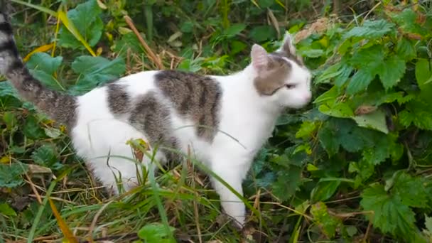 Giovane gatto tabby bianco-grigio sta camminando nell'erba verde. Il gatto domestico sta cacciando a piede libero. Il gatto siede nell'erba alta ascolta i suoni dare la caccia a una preda. Il gatto si intrufola in cerca di prede nell'erba — Video Stock