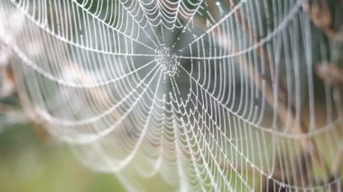 Güzel Cobweb, sabah erken saatlerde rüzgarda sallanan Çiy damlaları Ile süslenmiş. Doğal arka plan