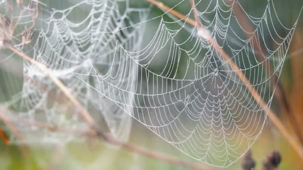 Hermosa telaraña decorada con gotas de rocío balanceándose en el viento en la madrugada. Fondo natural — Vídeos de Stock