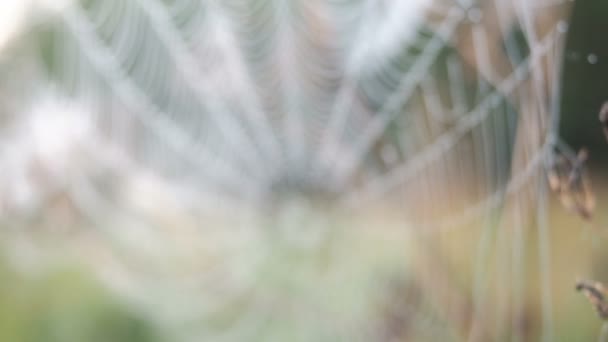 Hermosa telaraña decorada con gotas de rocío balanceándose en el viento en la madrugada. Fondo natural — Vídeos de Stock