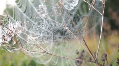 Güzel Cobweb, sabah erken saatlerde rüzgarda sallanan Çiy damlaları Ile süslenmiş. Doğal arka plan