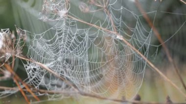 Güzel Cobweb, sabah erken saatlerde rüzgarda sallanan Çiy damlaları Ile süslenmiş. Doğal arka plan