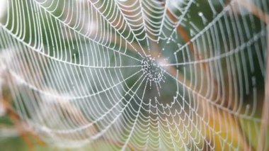 Güzel Cobweb, sabah erken saatlerde rüzgarda sallanan Çiy damlaları Ile süslenmiş. Doğal arka plan