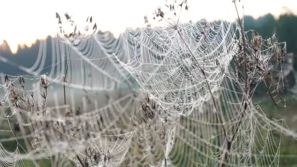 Wunderschönes Spinnennetz, geschmückt mit Tautropfen, die am frühen Morgen im Wind schwanken. Natürlicher Hintergrund — Stockvideo