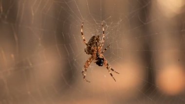 Çapraz örümcek ile güzel örümcek ağı. Doğal arka plan. Örümcek, yakalanan kurbanın suyunu içiyor.