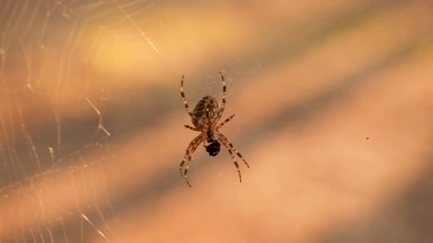 Beautiful Cobweb with Cross spider. Natural Background. The spider is drinking the juice of the caught victim — Stock Video