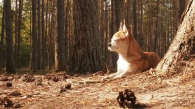 Küçük sevimli Chihuahua köpek doğada yatıyor ve Bahar güneşi zevk. Chiwawa köpek çam iğneler orman substrat yatıyor. Köpek yalan ve güneşin altında yaz aylarında ormanda bir yolda yatıyor