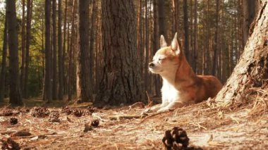 Küçük sevimli Chihuahua köpek doğada yatıyor ve Bahar güneşi zevk. Chiwawa köpek çam iğneler orman substrat yatıyor. Köpek yalan ve güneşin altında yaz aylarında ormanda bir yolda yatıyor