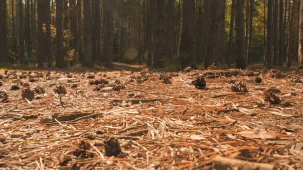 Μικρό χαριτωμένο σκυλί Τσιουάουα που βρίσκεται στη φύση και απολαμβάνει τον ήλιο της άνοιξης. Ο σκύλος που βρίσκεται στο υπόστρωμα του δάσους με τις πευκοβελόνες. Ο σκύλος κείτεται και αναπαύεται σε ένα μονοπάτι στο δάσος το καλοκαίρι κάτω από τον ήλιο — Αρχείο Βίντεο