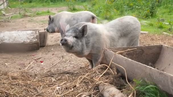 Вьетнамские свиньи разводят понюхающих его нос и весело машущих хвостом. Домашние животные в загоне перед корытом на бесплатной прогулке на пастбище — стоковое видео