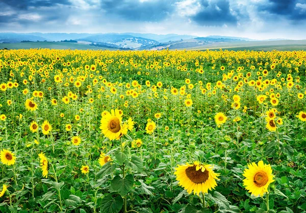 Nádherná světle žlutá květina v poli slunečnic — Stock fotografie