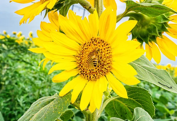 Buschsonnenblume mit den wichtigsten Blütenköpfen.. Biene bestäubt eine Blume einer Sonnenblume auf dem Feld. Nachahmung von Insekten. schöne leuchtend gelbe Blume in einem Feld von Sonnenblumen — Stockfoto