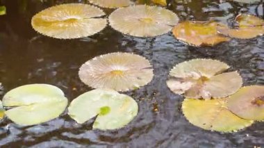 Su yüzeyinin üstündeki zambak pedleri. Su Nymphaea blanda bir göletiçinde. Tropikal çiçekler arka plan