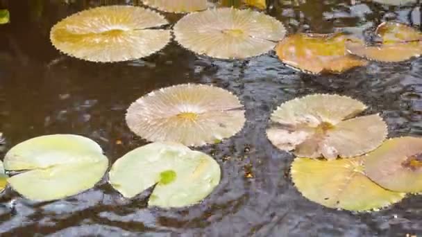 Lily pads above the surface of water. Water Nymphaea blanda in a pond. Tropical flowers background — Stock Video