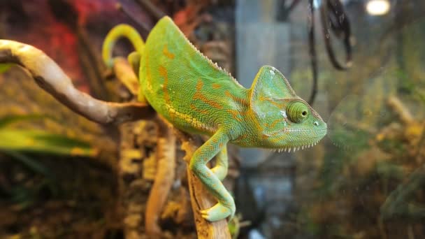 Zelený Chameleon se houpal mezi větvemi suchého stromu a pozoroval kriketové čepy v očích. Chameleon calyptratus, kuželovitý hlavonek, zastřený chameleon, Jemen Chameleon — Stock video