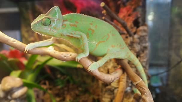Zelený Chameleon se houpal mezi větvemi suchého stromu. Chameleon calyptratus, kuželovitý hlavonek, zastřený chameleon, Jemen Chameleon — Stock video