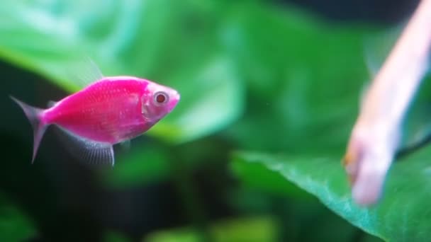 Black skirt tetra. Pink fluorescent genetically engineered aquarium fish — Stock Video