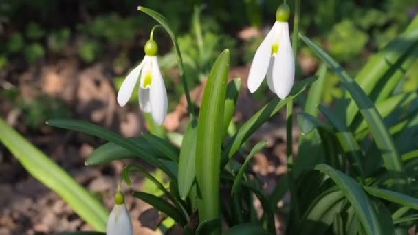 The first spring flowers snowdrops bloom in the sun. Beautiful nature background — Stock Video