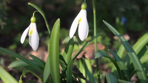 Перші весняні квіти проліски цвітуть під час руху сонячної камери. Прекрасний фон природи — стокове відео