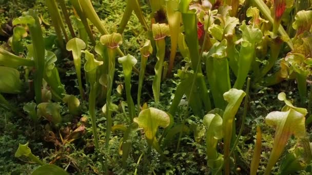 Sarracenia of trompet werpers groeien in de botanische tuin camerabeweging omhoog. Vleesetende planten. Roofzuchtige planten. De planten bladeren hebben zich ontwikkeld tot een trechter-of werper vorm om de — Stockvideo