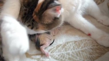 Kedi Doğum. Kedi için yavru doğurdu. Bir kedi alt yıkar. Kedi hemen doğumdan sonra belgili tanımlık yavru kedi yalıyor. Baba, Doğum sırasında yer alır. Babası Dogumda mevcut, endişeli görünüyor .