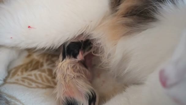 Breastfeeding Newborn Kitten Close Up. Cute Cat Family. Mom Cat Gives Milk Feeding and Takes Care of Her Cute Just Born Kitten. Mother Often Breathes Due to Labor Pains. Little Kitten Suck a Tit — Stockvideo