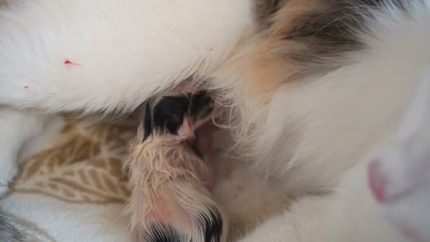 Aleitamento Materno Gatinho recém-nascido Close Up. Família de Gatos Bonitos. Mãe gato dá leite de alimentação e cuida de seu bonito recém-nascido gatinho. Mãe muitas vezes respira devido a dores de parto. pequeno gatinho chupar um teta — Vídeo de Stock