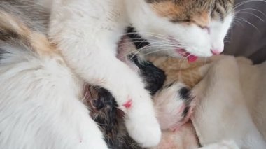 Kedi yavrusunun doğumu. Bitkin anne kedi genellikle doğum sancıları nedeniyle nefes alan yavru kedi doğurdu. Kedinin doğum girişimleri. Doğum sancıları. Doğum işçiliği. Yeni doğmuş bir kedi yavrusu sürünerek doğdu.