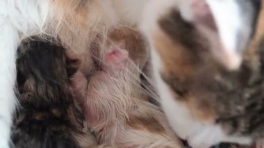 Kedi yavrularının doğumu. Kedi doğumu. Kedi yavru doğurdu. Bir kedi çocuklarını yıkıyor. Kedi doğumdan hemen sonra yeni doğan yavruları yalıyor.