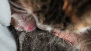 Kedi yavrularının doğumu. Kedi doğumu. Kedi yavru doğurdu. Bir kedi çocuklarını yıkıyor. Kedi doğumdan hemen sonra yeni doğan yavru kediyi yalıyor.