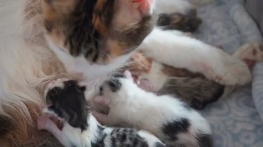 Kedi yavrularının doğumu. Kedi doğumu. Kedi yavru doğurdu. Bir kedi çocuklarını yıkıyor. Kedi doğumdan hemen sonra yeni doğan yavruları yalıyor.