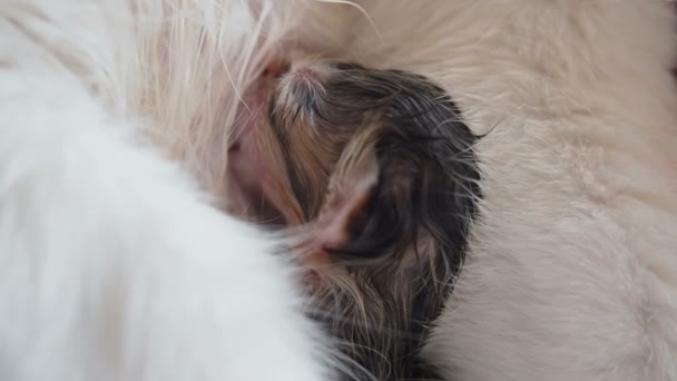 Lactancia materna recién nacido gatito de cerca. Linda familia de gatos. Mamá gato da leche alimentación y cuida de su recién nacido húmedo gatito. La madre a menudo respira debido a dolores de parto. Pequeño gatito chupar un pedazo de pecho — Vídeos de Stock